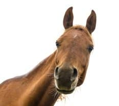 pet-warmblood-horse
