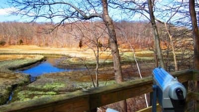 ct-salt-meadow-marsh
