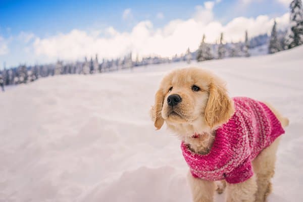Golden Retriever puppy wearing a pink sweater in the snow.