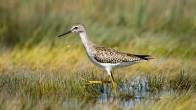 lesser-yellow-legs-tidal-marsh