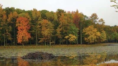 md-beaver-lodge-patuxent-refuge