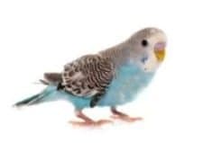 pet-parakeet