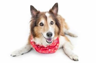 pet-sheltie-dog