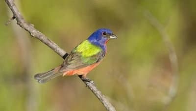 sc-painted-bunting-santee